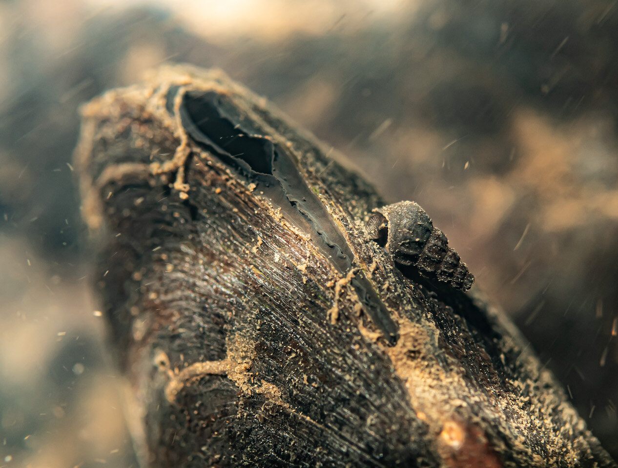 Oregon Freshwater Mussel by Laura Tesler