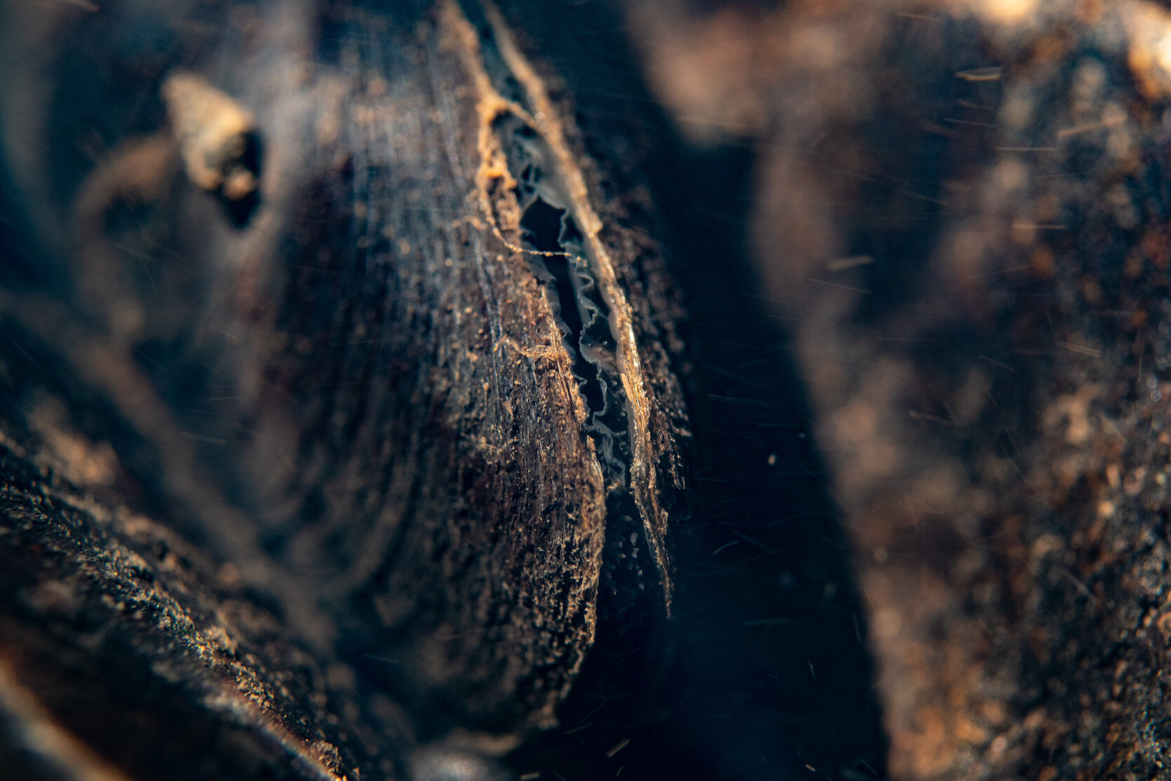 Oregon Freshwater Mussel by Laura Tesler