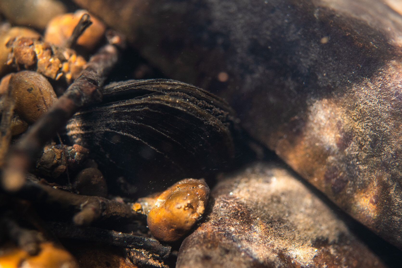 Oregon Freshwater Mussel by Laura Tesler