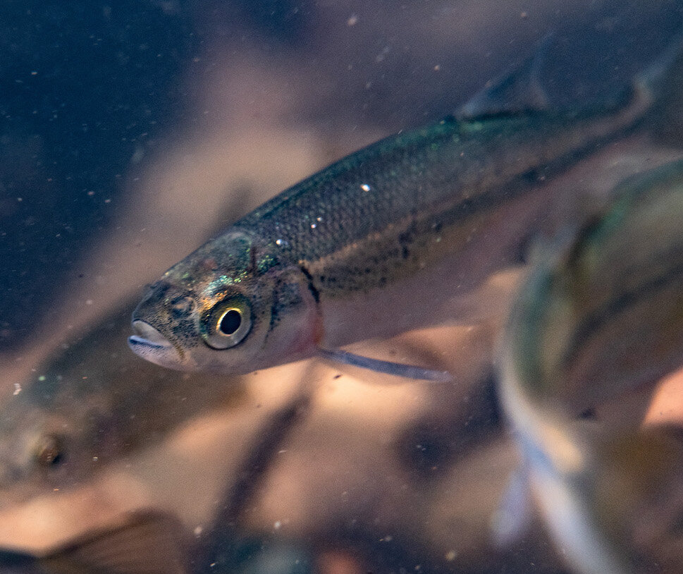Oregon Freshwater Northern Pike Minnow by Laura Tesler