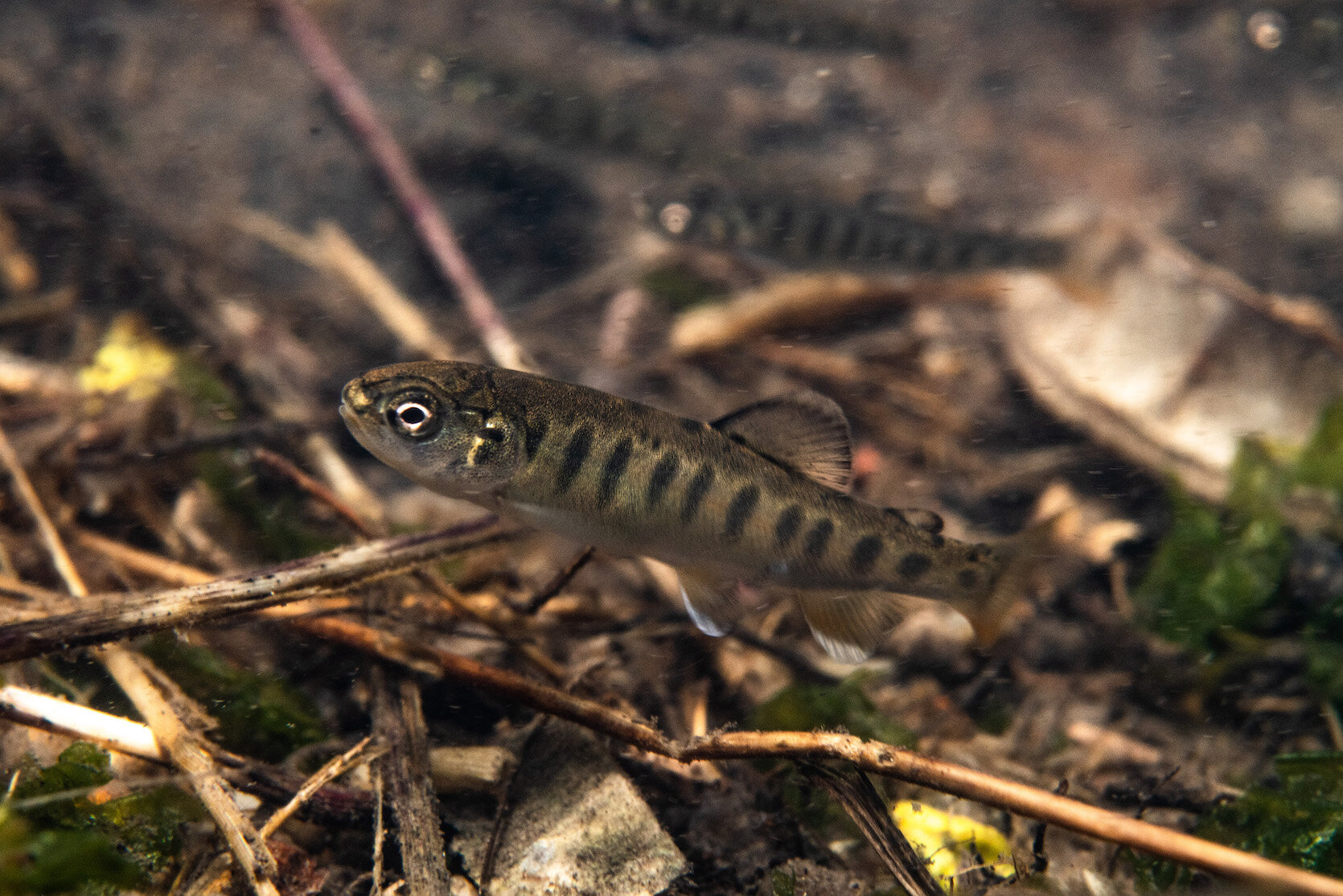 Oregon Freshwater Redband Trout Parr by Laura Tesler