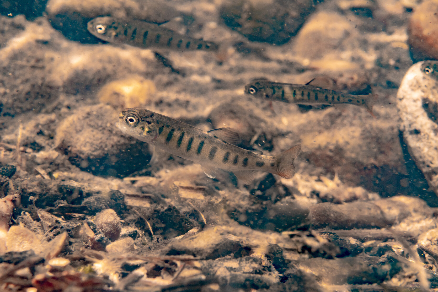 Oregon Freshwater Redband Trout Juvenile by Laura Tesler