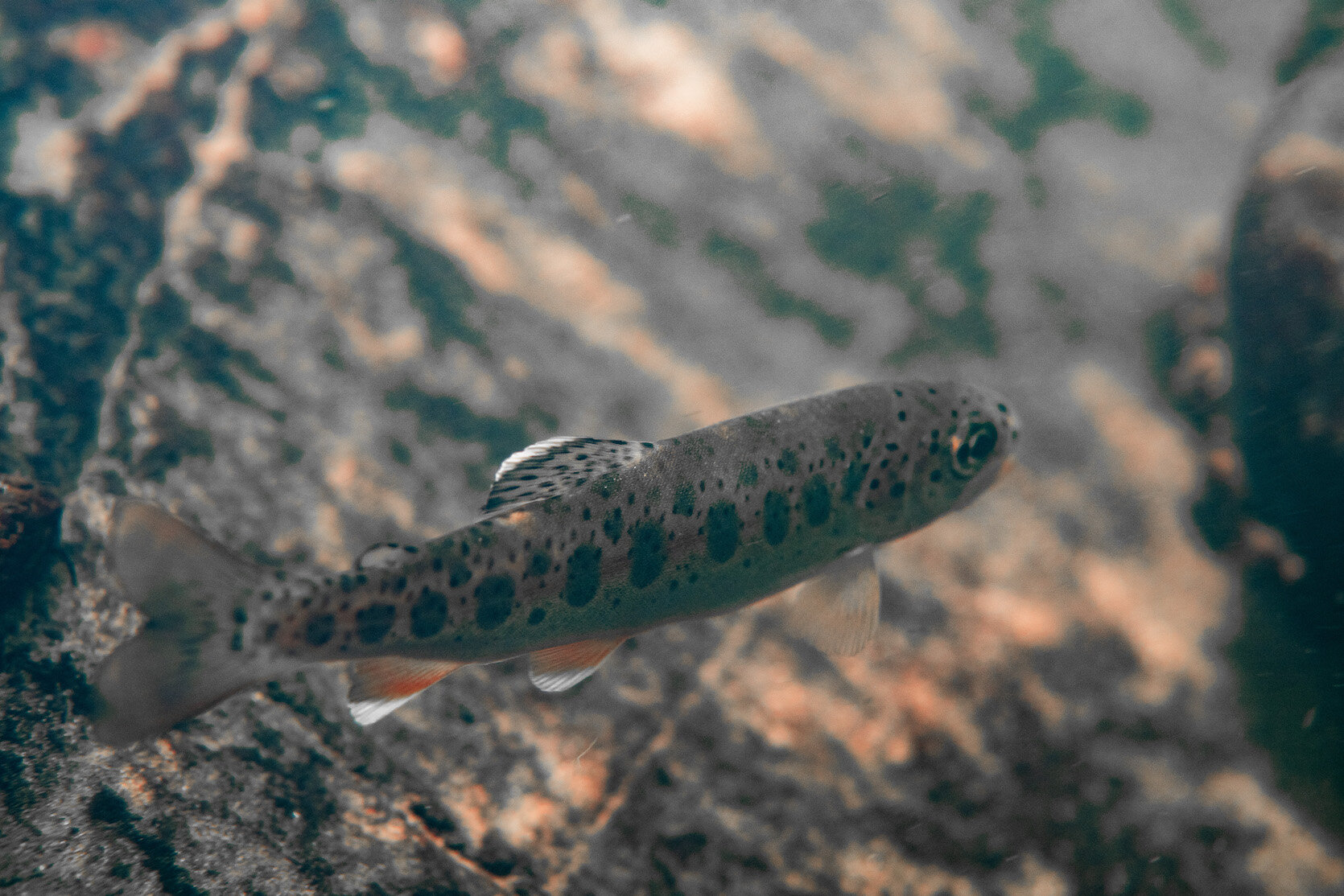 Oregon Freshwater Redband Trout by Laura Tesler