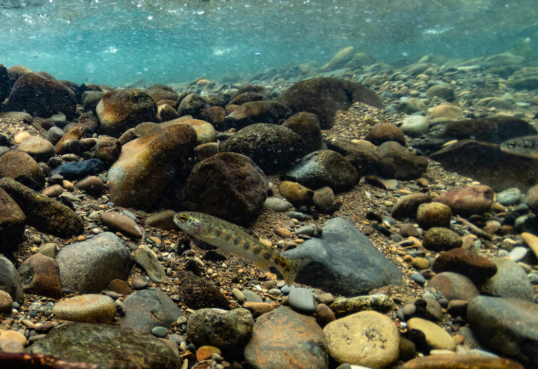Oregon Freshwater Trout by Laura Tesler