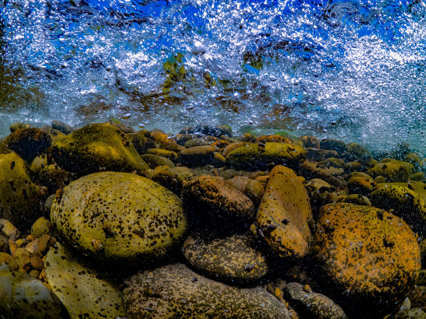 Oregon Freshwater Willamette River by Laura Tesler