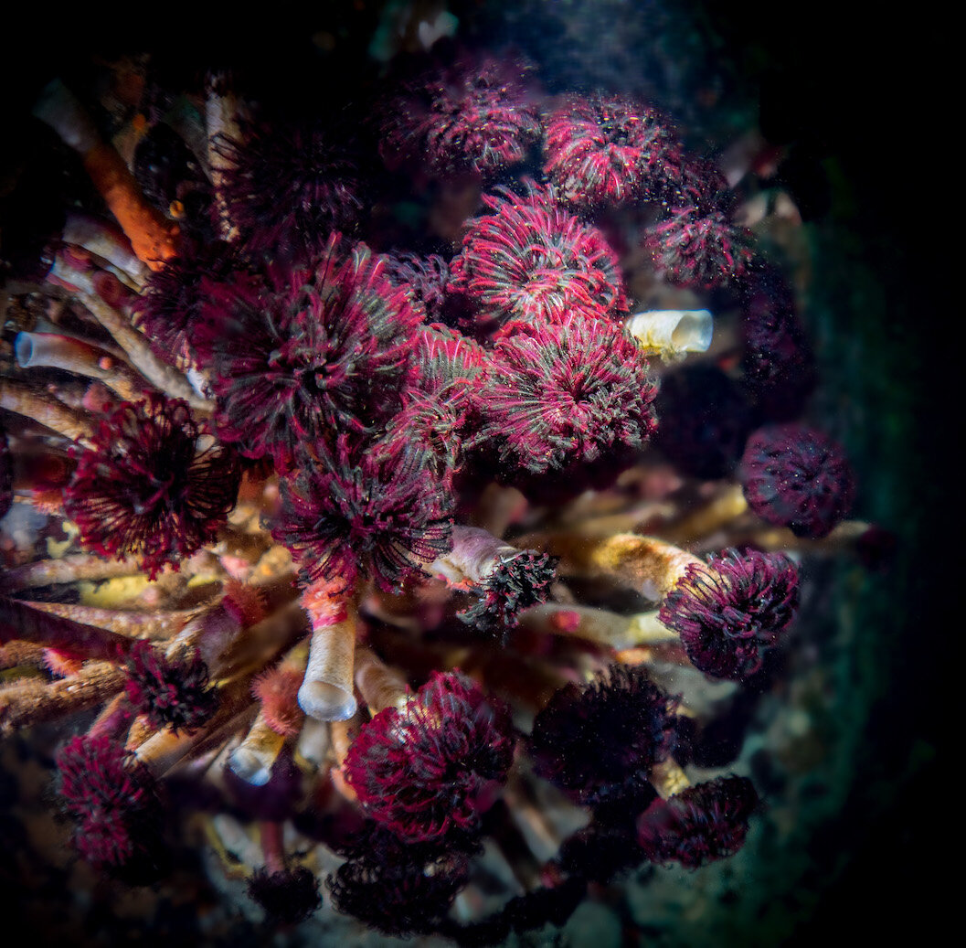 British Columbia Featherduster Worms by Laura Tesler