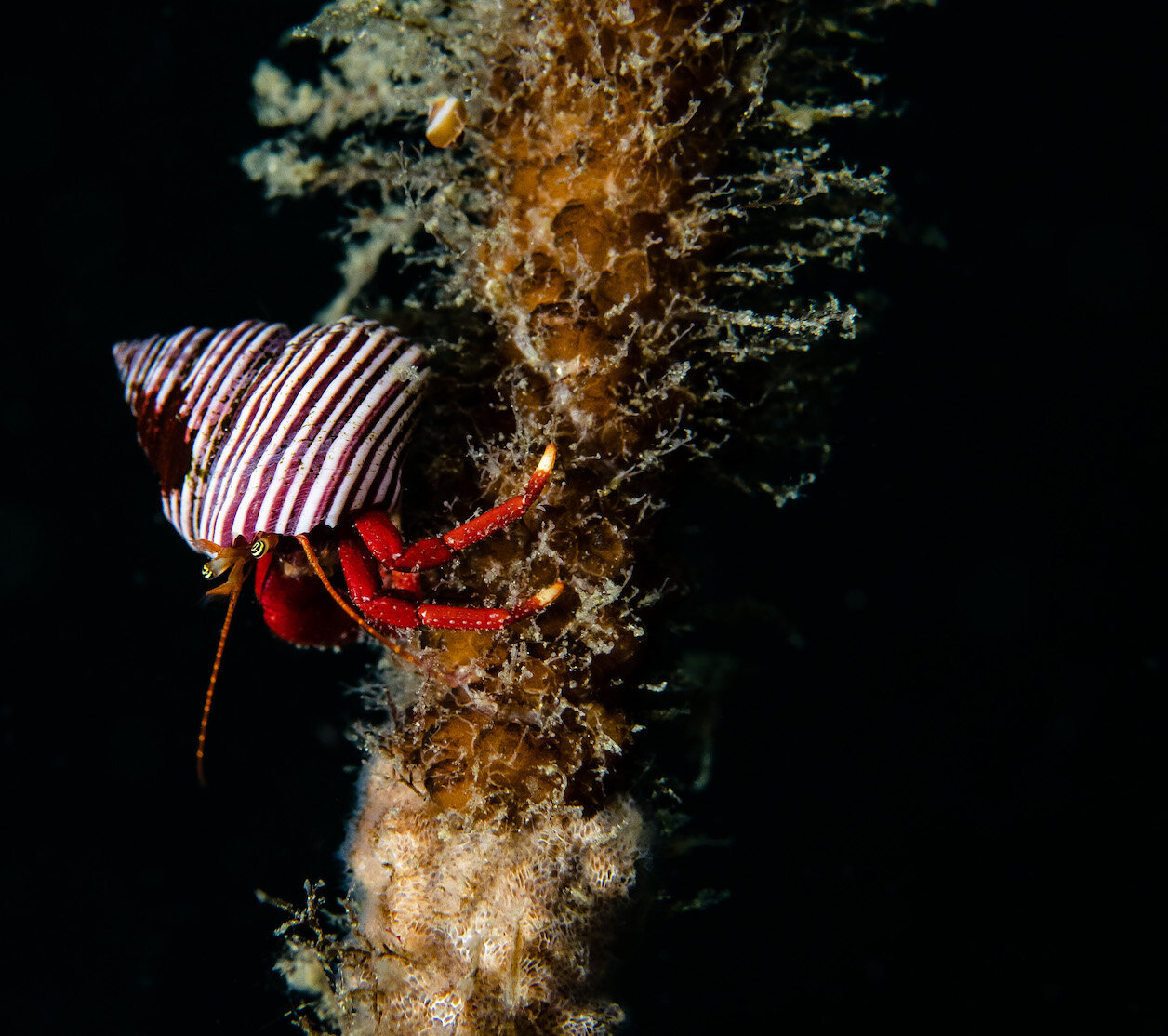 British Columbia Hermit Crab in Kelp Forest by Laura Tesler