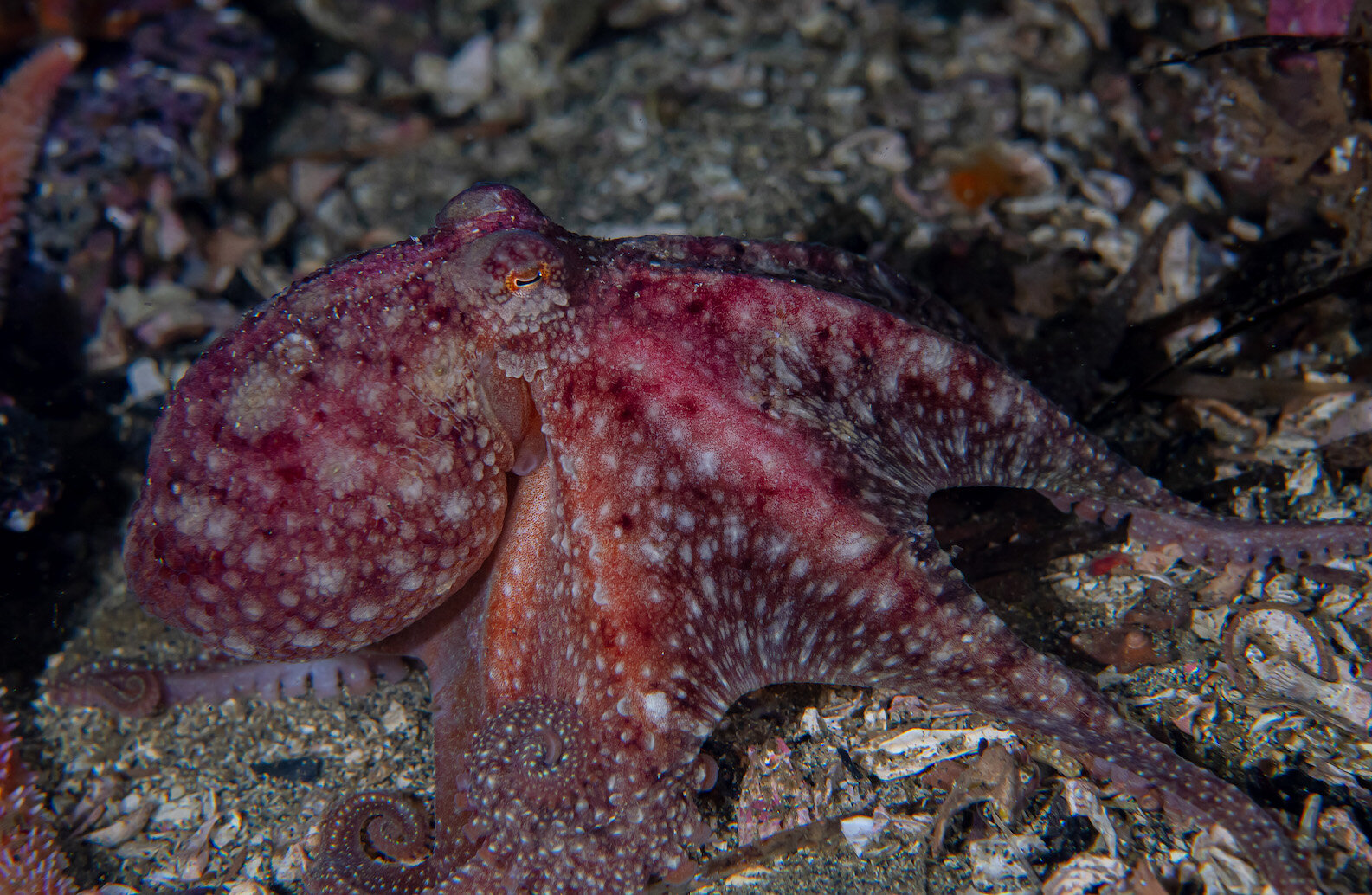 British Columbia Red Octopus by Laura Tesler