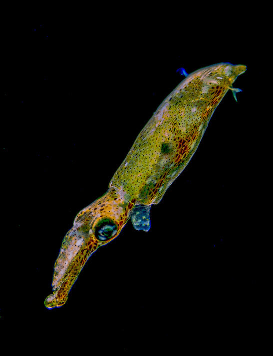 Lembeh Indonesia Bicolor Squid by Laura Tesler