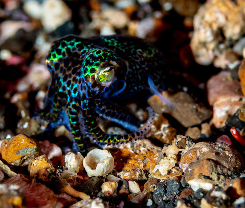 Lembeh Indonesia Bobtail Squid by Laura Tesler