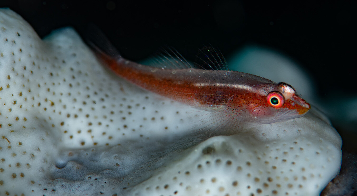 Lembeh Indonesia Blenny by Laura Tesler