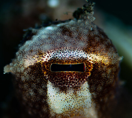 Lembeh Indonesia Coconut Octopus Eye by Laura Tesler