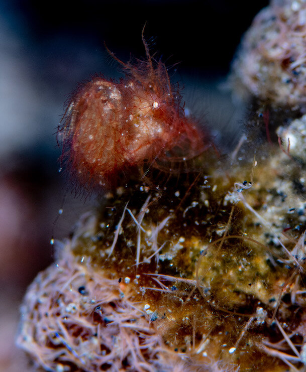 Lembeh Indonesia Hairy Shrimp by Laura Tesler