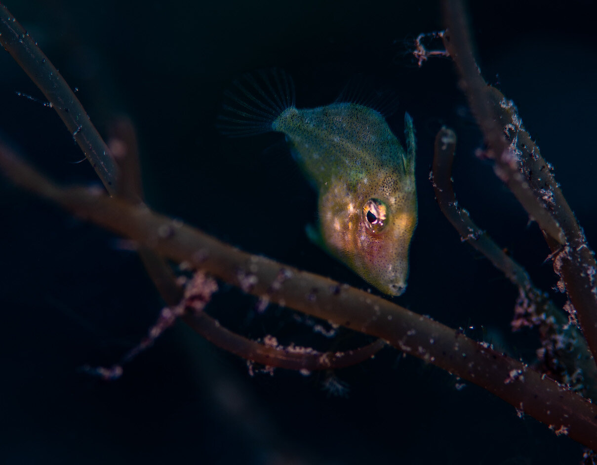 Lembeh Indonesia Juvenile Filefish by Laura Tesler