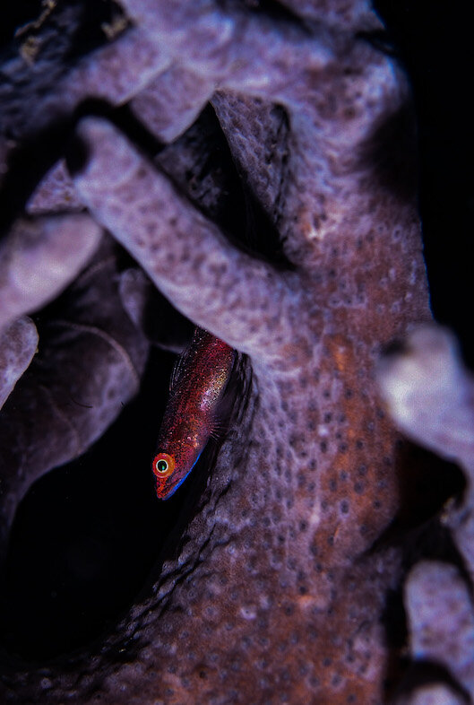 Lembeh Indonesia Purple Coral by Laura Tesler