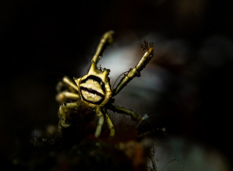 Lembeh Indonesia Zebra Crab by Laura Tesler