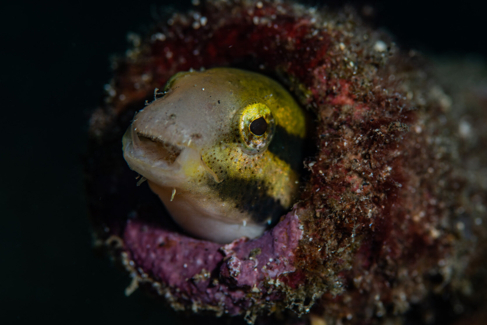 Lembeh Indonesia Vampire Blenny by Laura Tesler