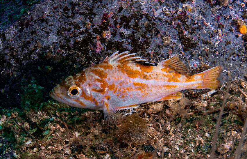 British Columbia Rockfish Canary Rockfish Juvenile by Laura Tesler