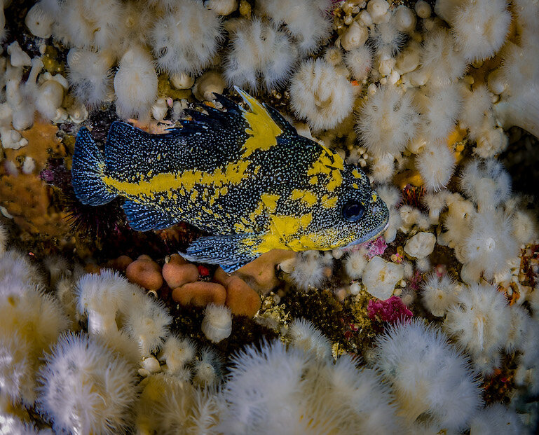 British Columbia China Rockfish by Laura Tesler