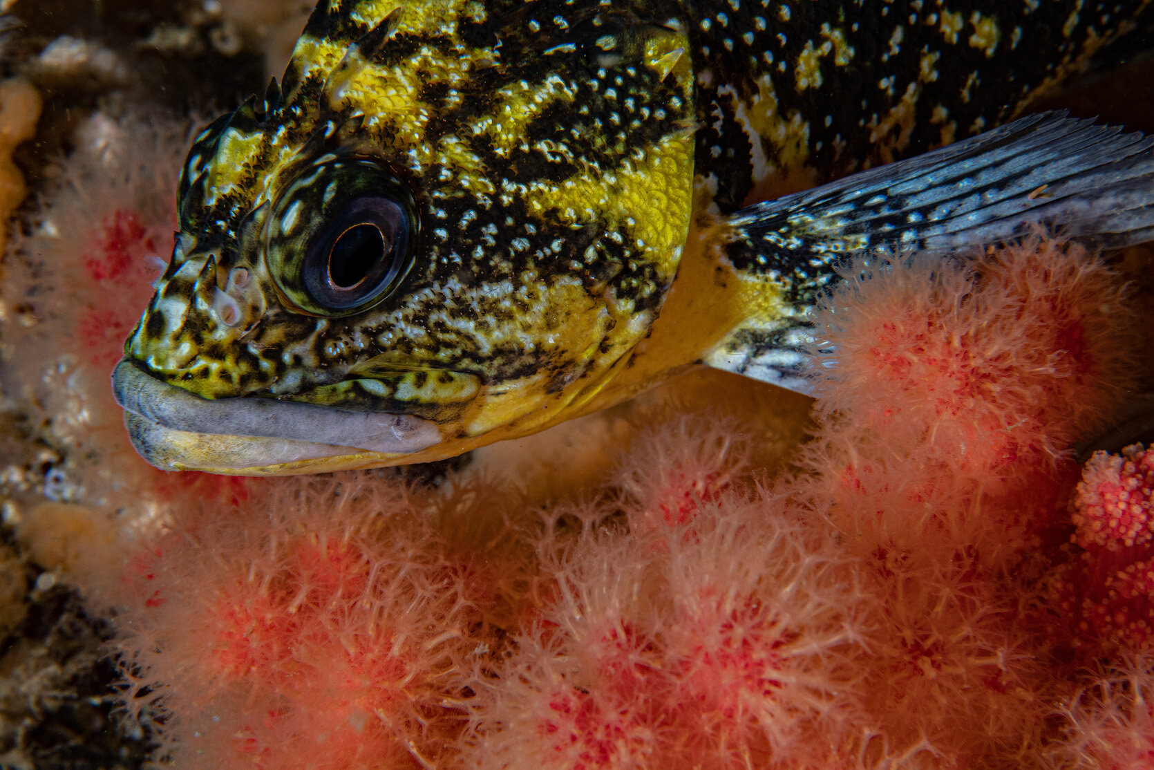 British Columbia Rockfish China Rockfish and Seastrawberry by Laura Tesler