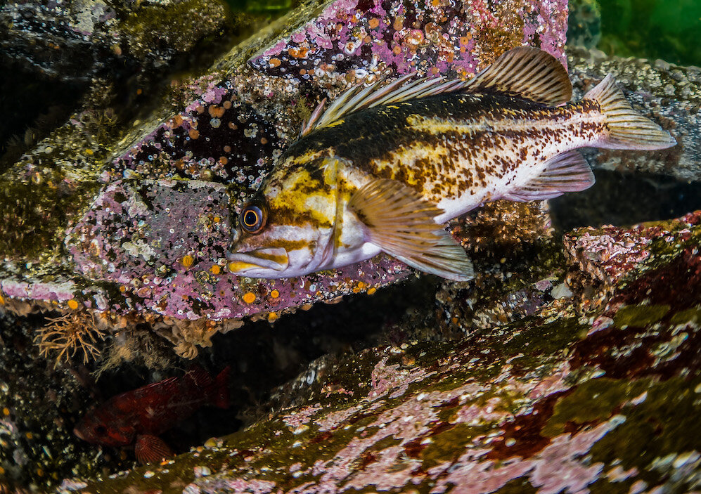 British Columbia Copper Rockfish by Laura Tesler