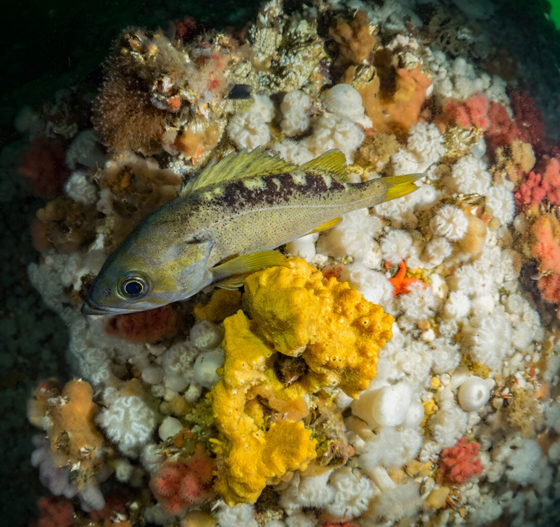 British Columbia Yellowtail Rockfish