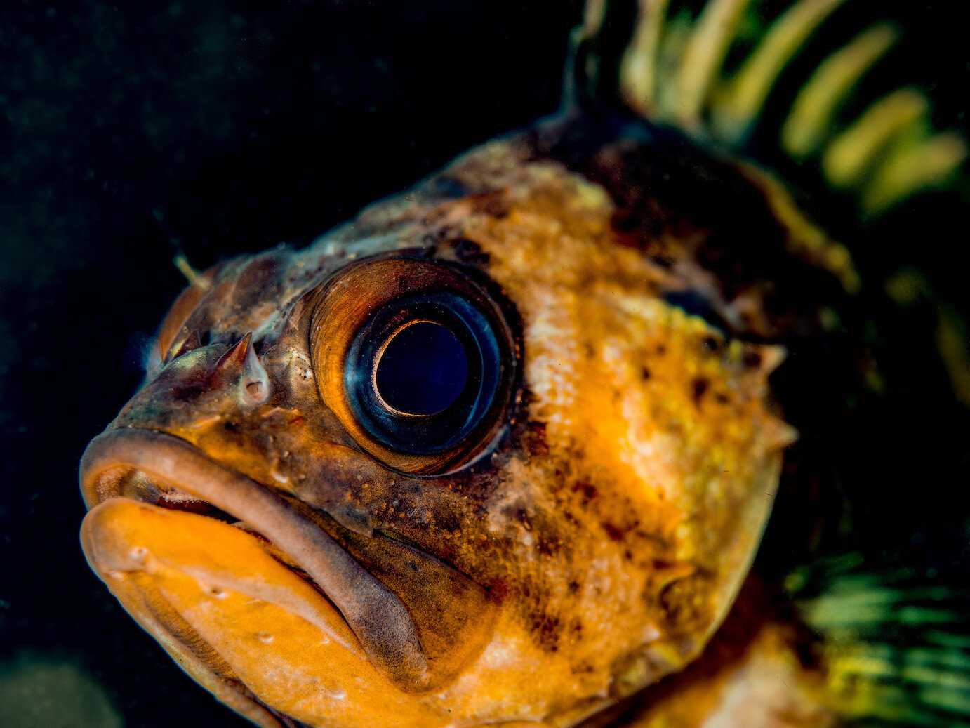 Oregon Quillback Rockfish by Laura Tesler