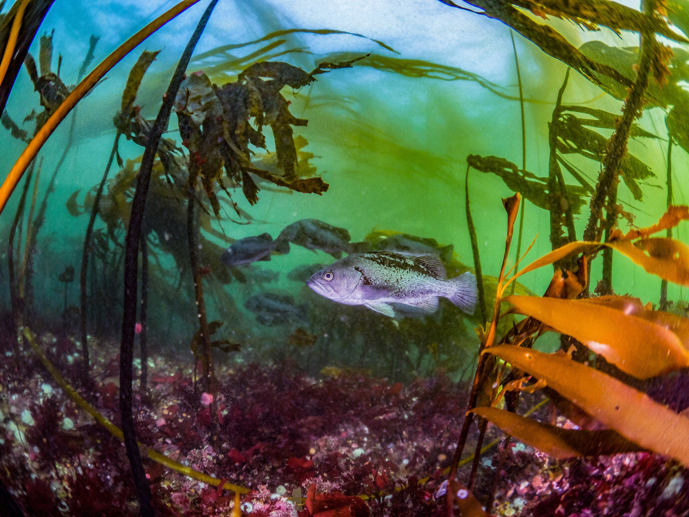 Oregon Black Rockfish in Kelp by Laura Tesler