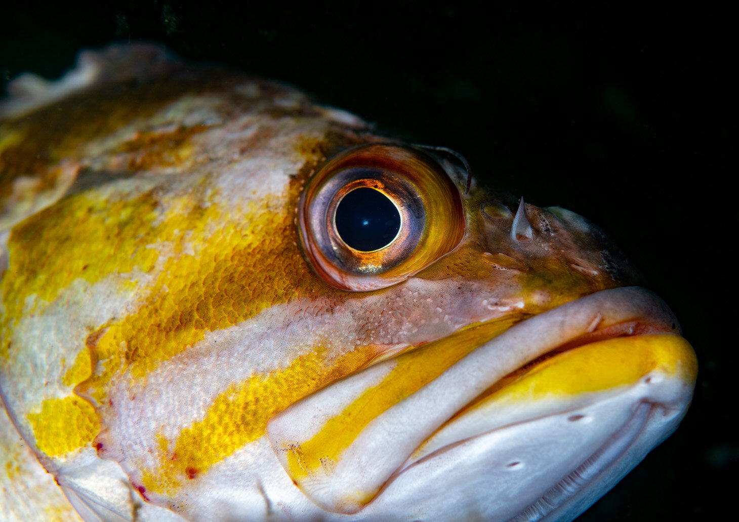 Washington Copper Rockfish by Laura Tesler