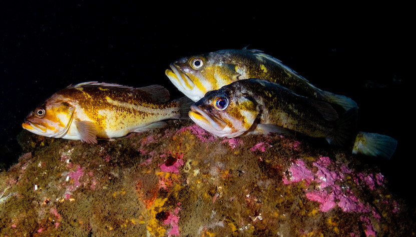 Washington Copper Rockfish by Laura Tesler