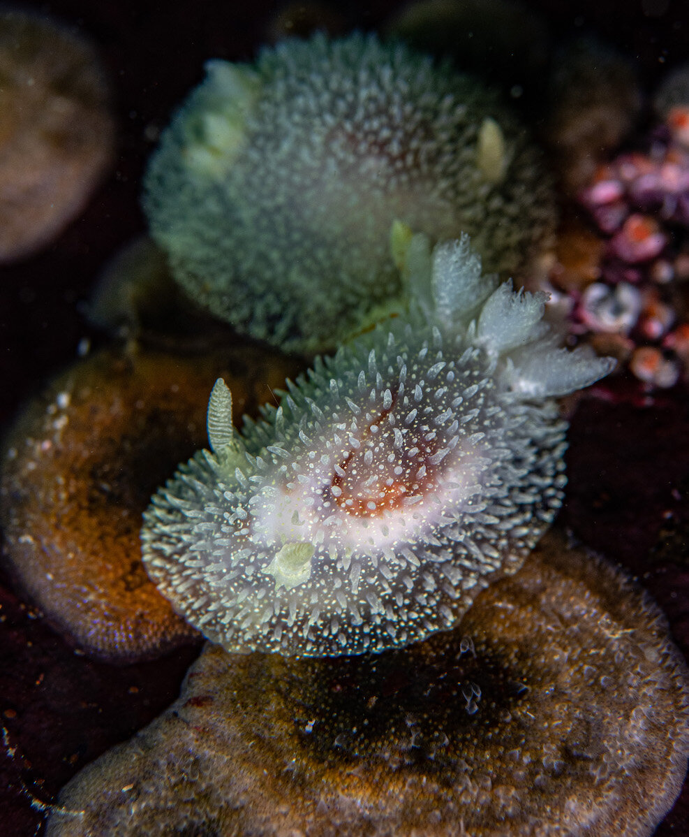 British Columbia Nudibranchs Acanthadoris by Laura Tesler