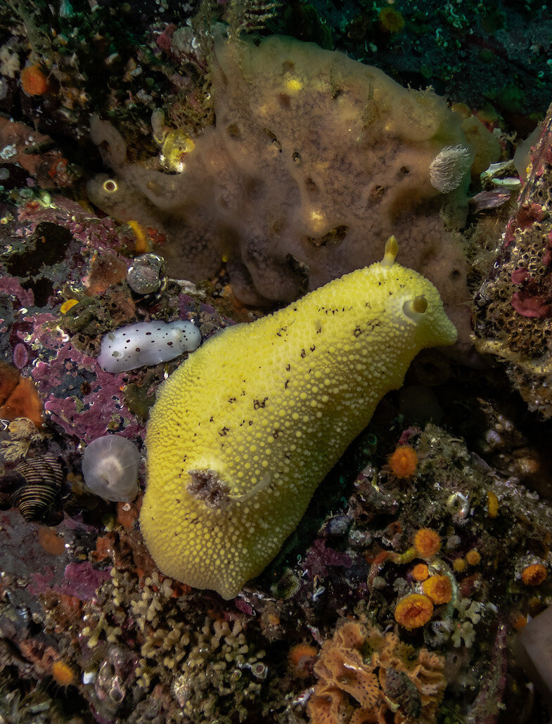British Columbia Nudibranchs Dirona by Laura Tesler