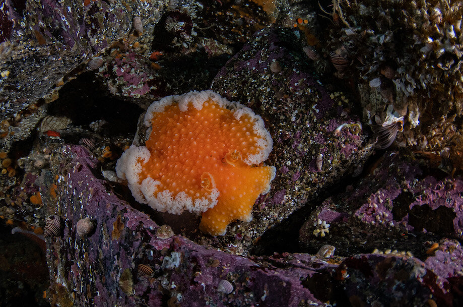 British Columbia Nudibranchs Toquina by Laura Tesler