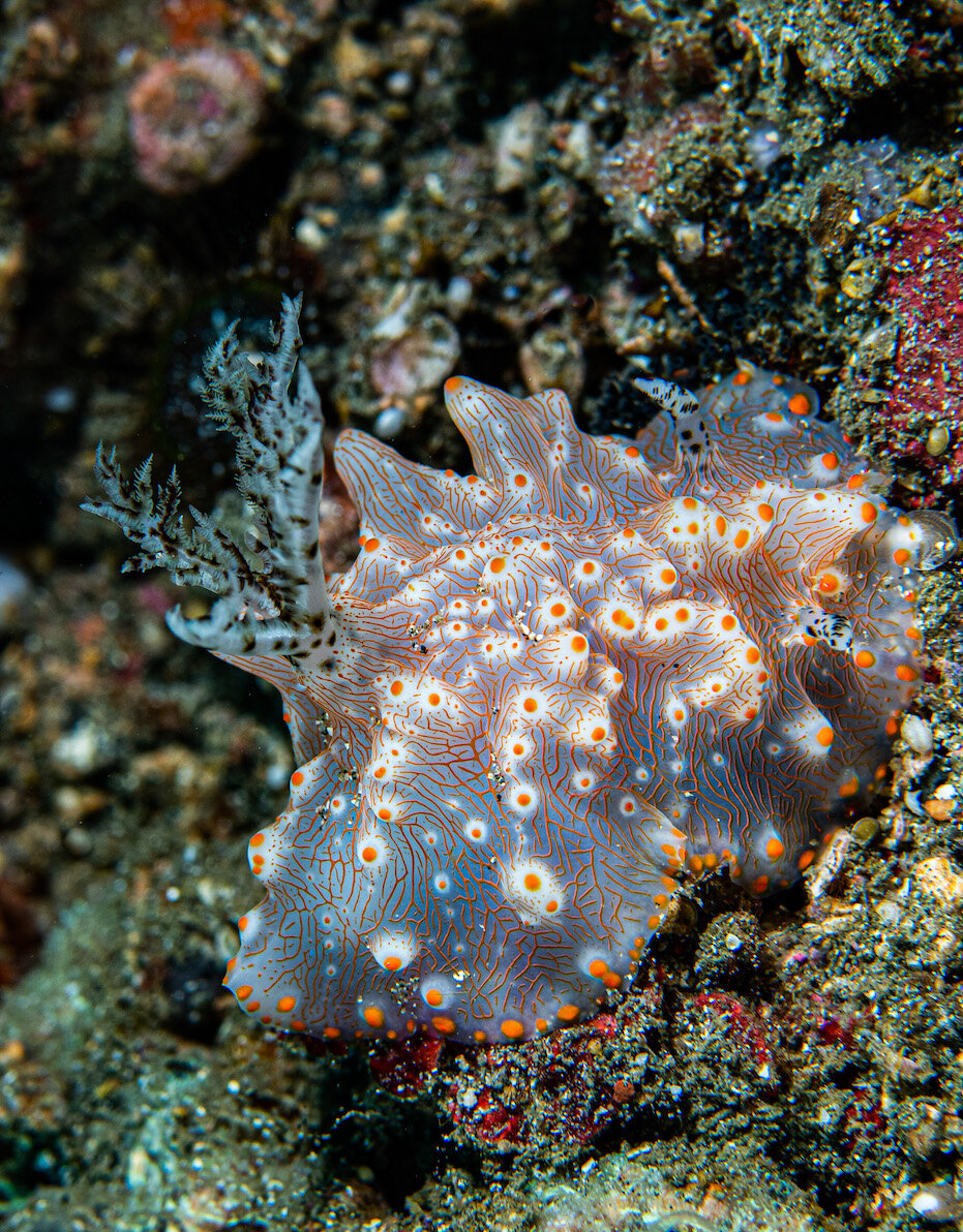 laura-tesler-photography_lembeh-Indonesia-nudibranch-halgerdabatangas.jpg.jpg