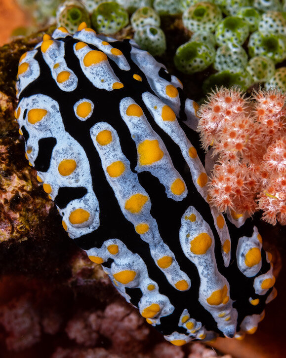 Lembeh Indonesia Nudibranch Phyllidia by Laura Tesler