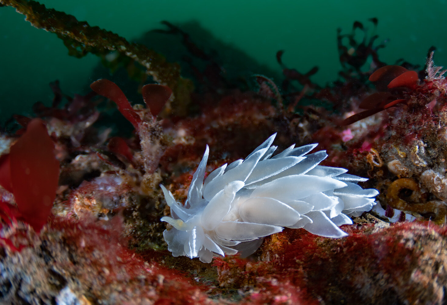 Washington Nudibranch Alabaster Nudibranch by Laura Tesler