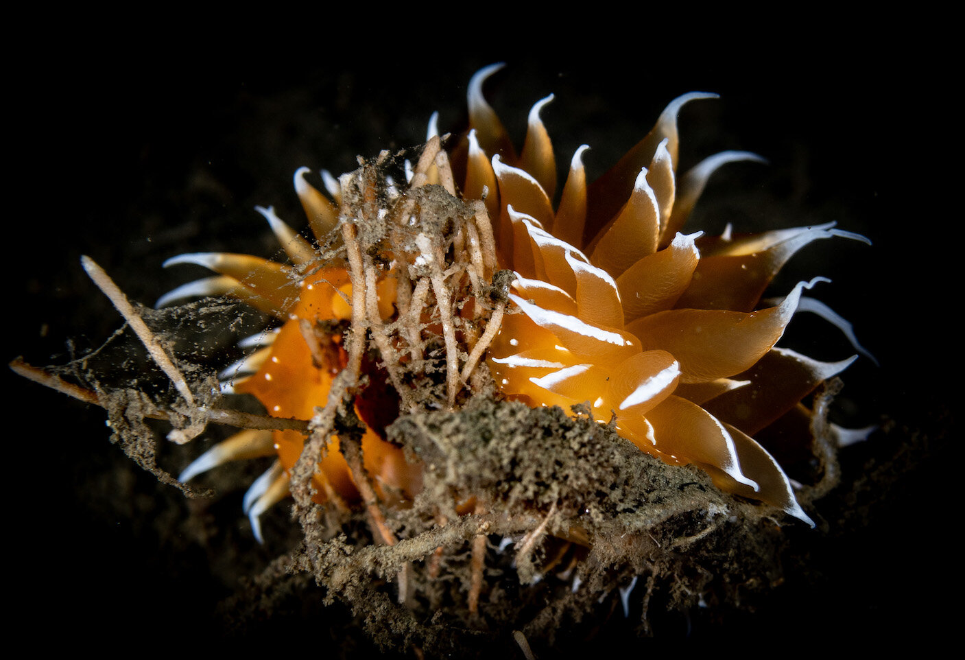 Washington Nudibranch Goldendirona by Laura Tesler