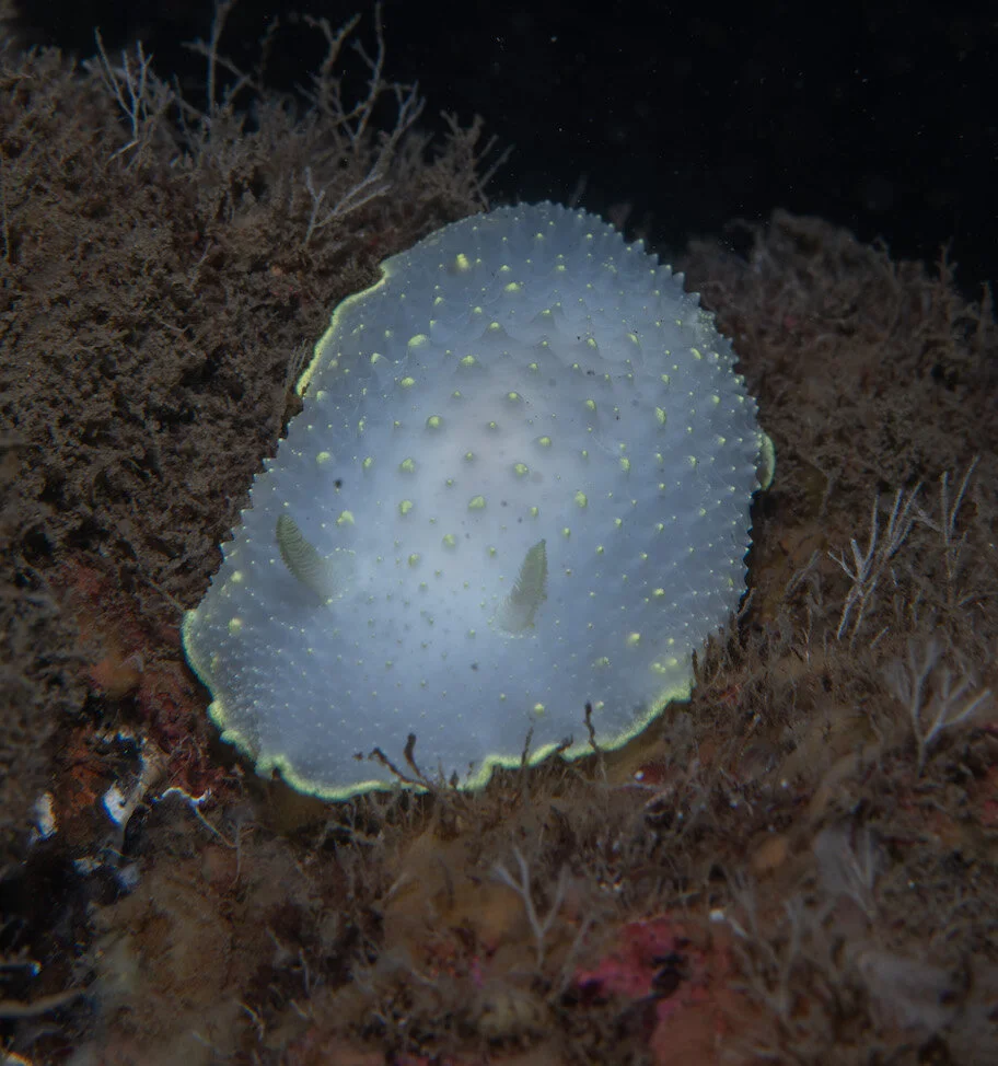 Washington Yellowmargin Nudibranch by Laura Tesler