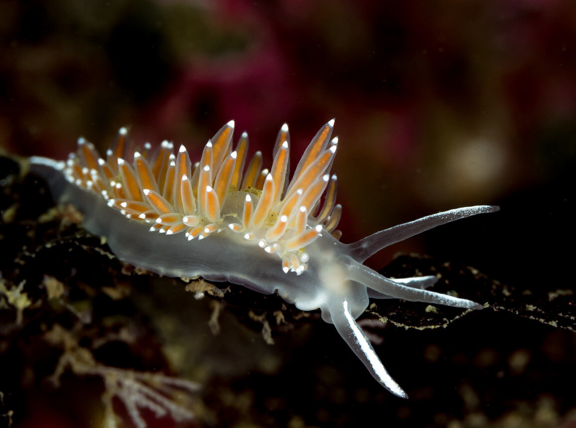 Washington Nudibranchs Charmingaeolid by Laura Tesler