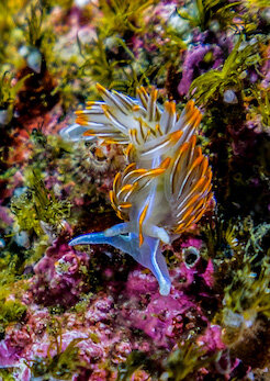 Washington Opalescent Nudibranch by Laura Tesler