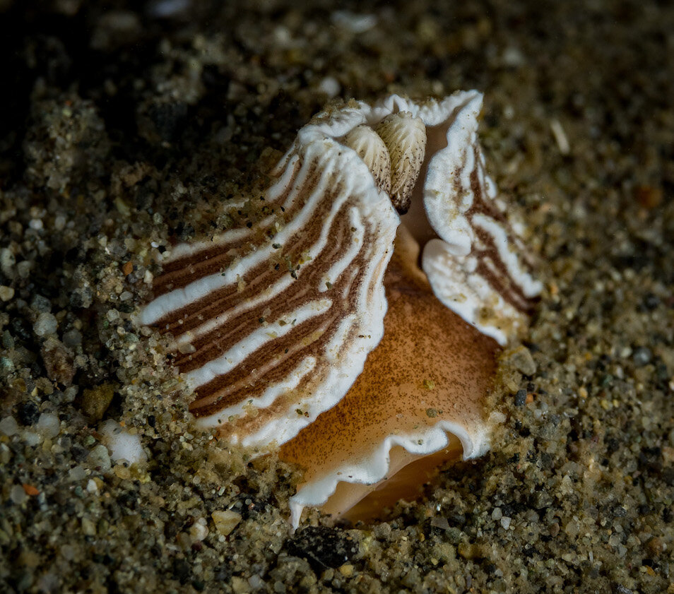 Washington Striped Nudibranch by Laura Tesler