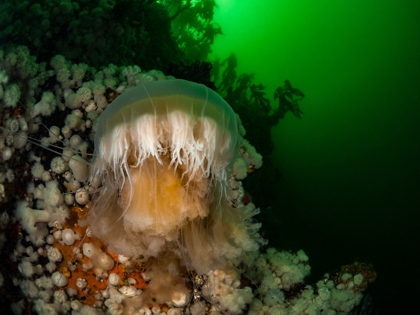 British Columbia Egg Yolk Jellyfish by Laura Tesler