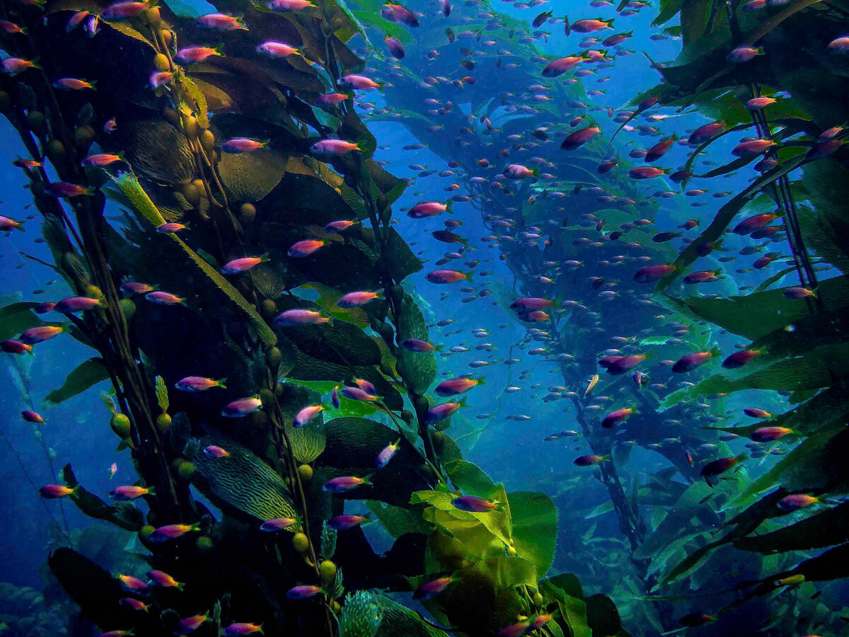 San Clemente California Giant Kelp Forest by Laura Tesler