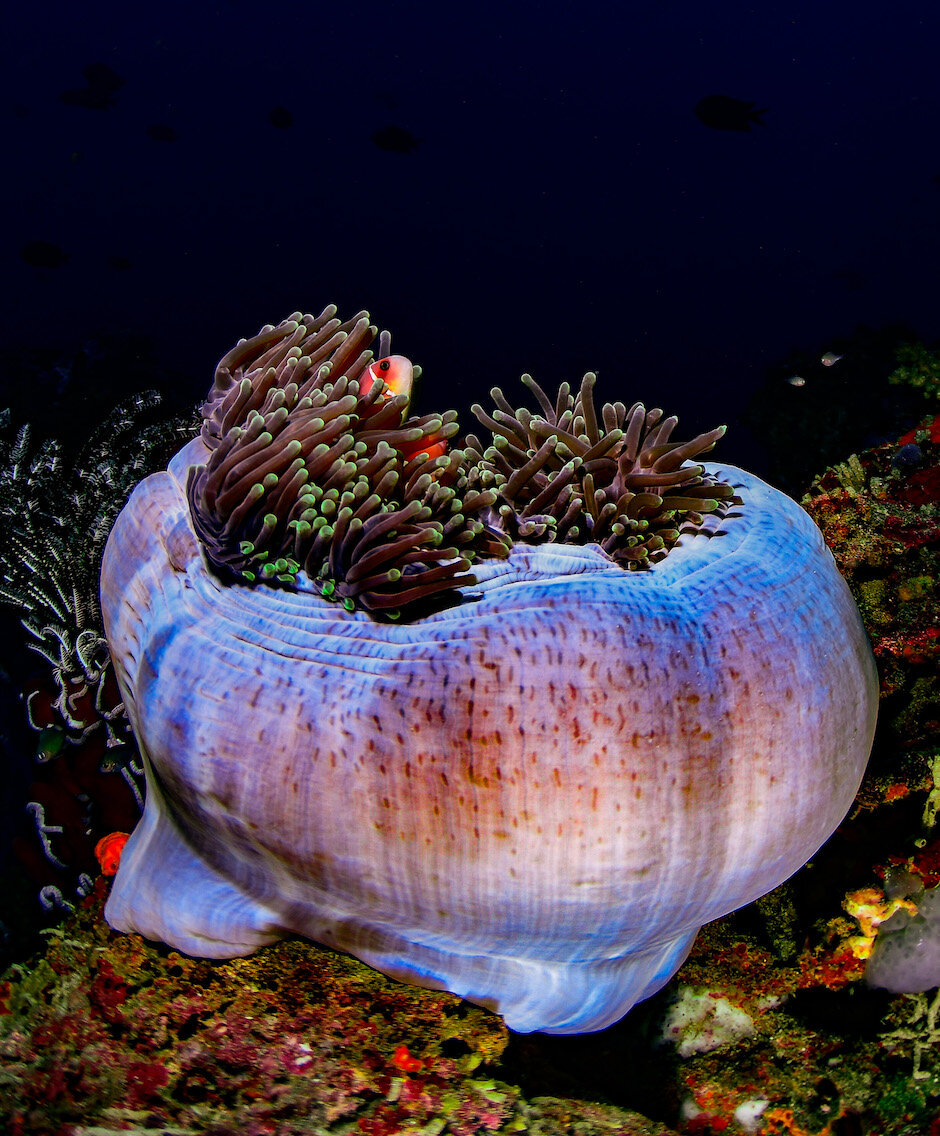 Lembeh Indonesia Anemone Fish by Laura Tesler