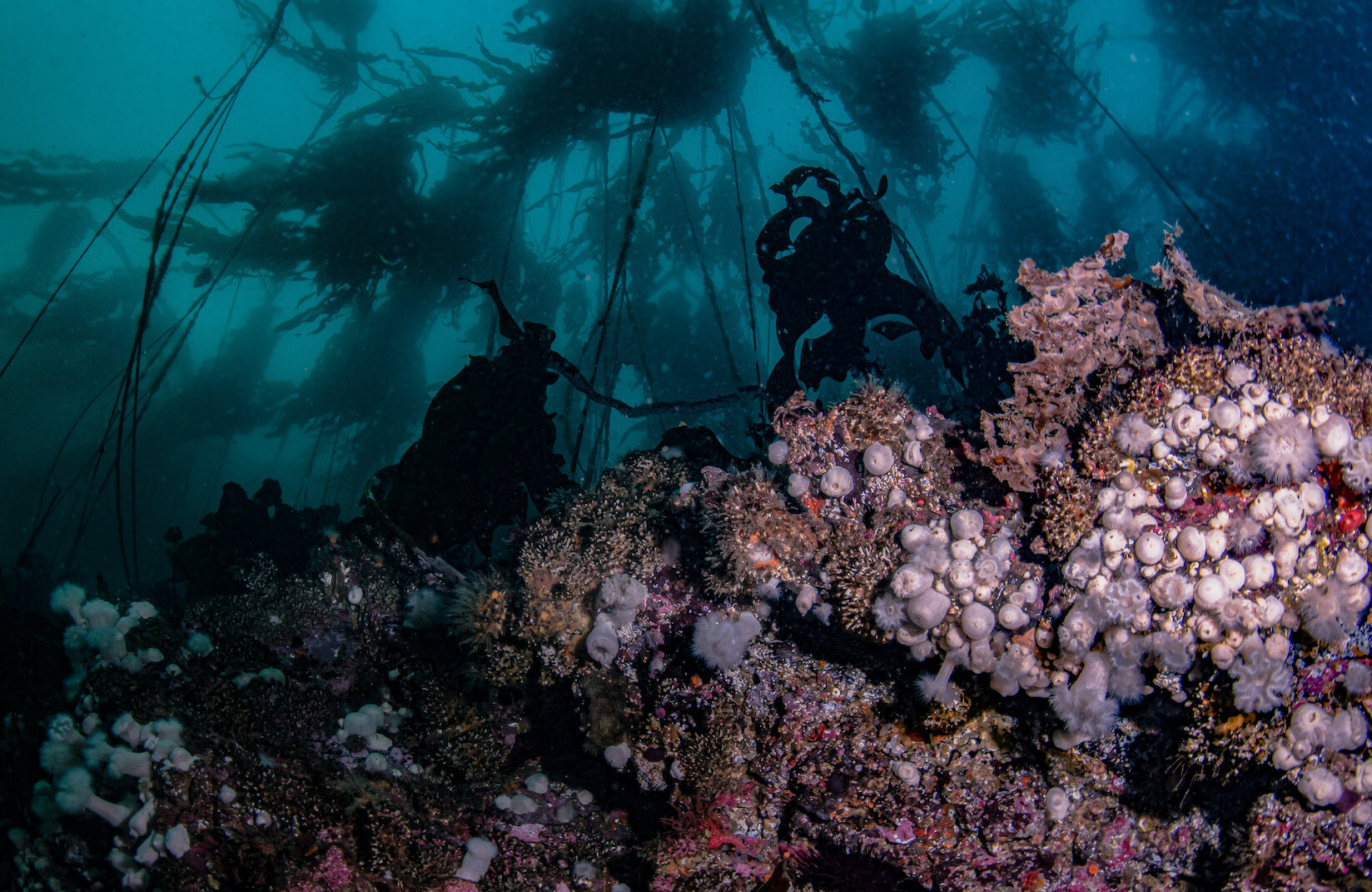 British Columbia Walls Kelp by Laura Tesler