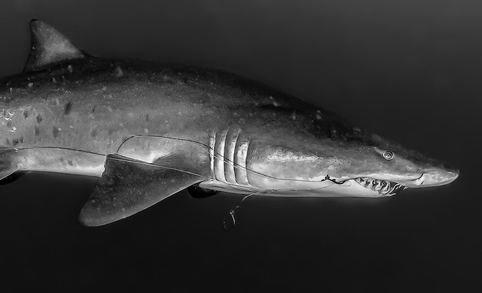 North Carolina Sandtiger Shark by Laura Tesler