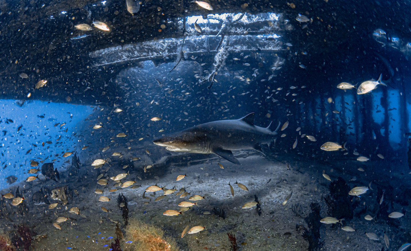 North Carolina Shipwreck Aeolus Sandtiger Shark by Laura Tesler