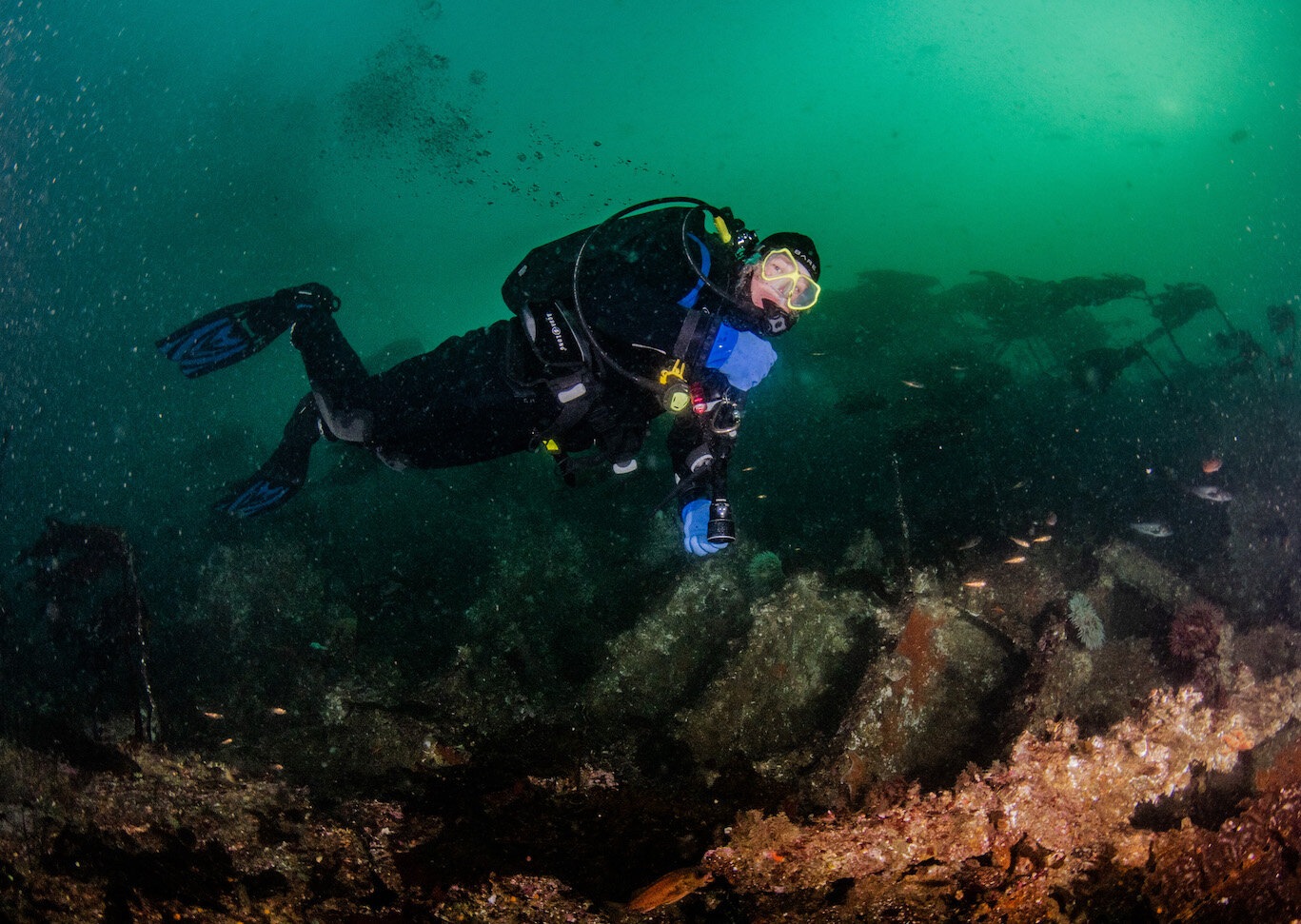British Columbia Diver by Laura Tesler