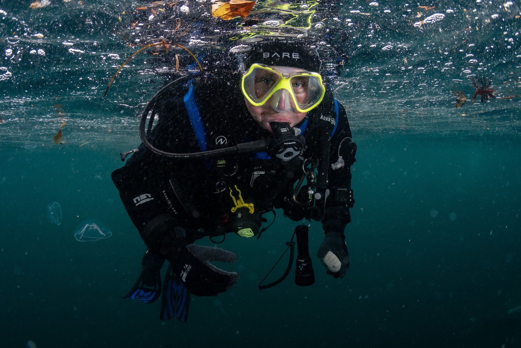 British Columbia Diver by Laura Tesler