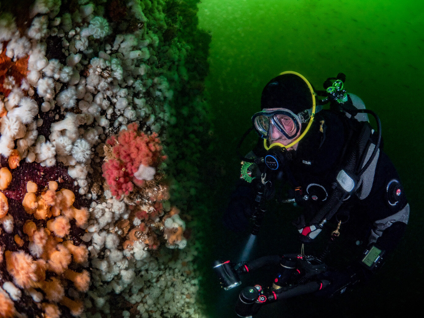 British Columbia Diver by Laura Tesler